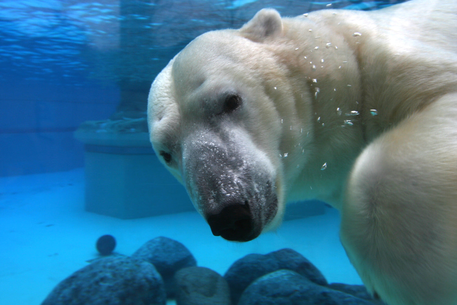 marine-life-aquaculture-polar-bear-aquarium