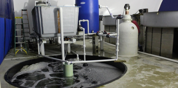 The Life of RAS - Aquatic Equipment & Design Inc.