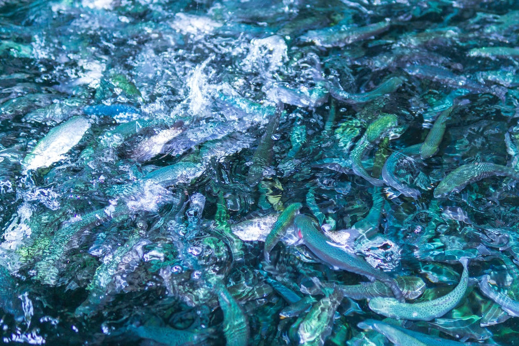 What Feeding Technologies Exist For Your Aquatic Facility