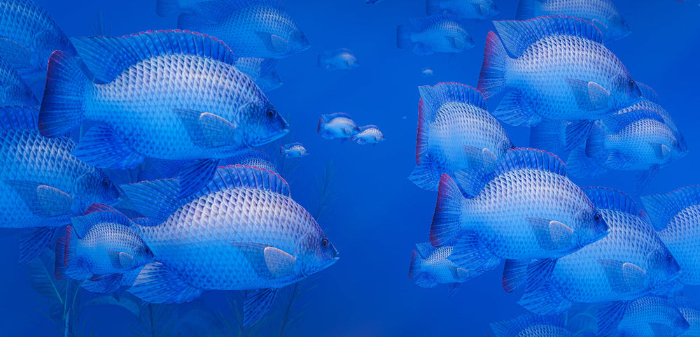 How To Implement Good Feeding Practices In Aquaculture Facilities