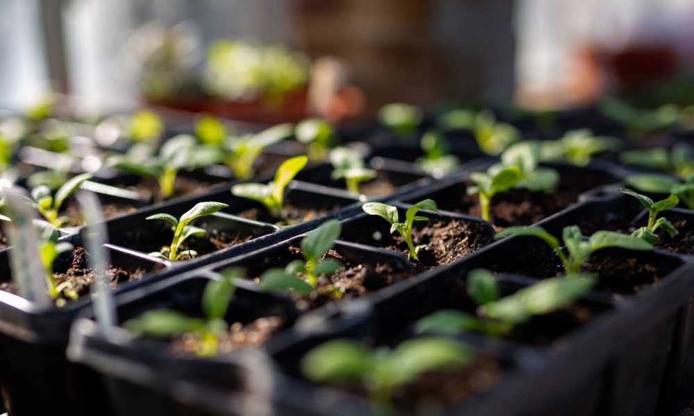 How To Calculate Vegetable Seed Quantity, Transplant Quantity, and Space Requirement For My Aquaponic System Transplants