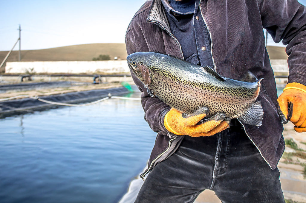 Clean Your Aeration Diffusers Regularly Aquaculture