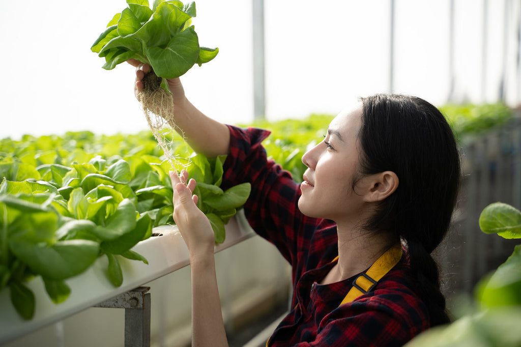 Substrates Characteristics and Considerations For Aquaponic Transplant Production