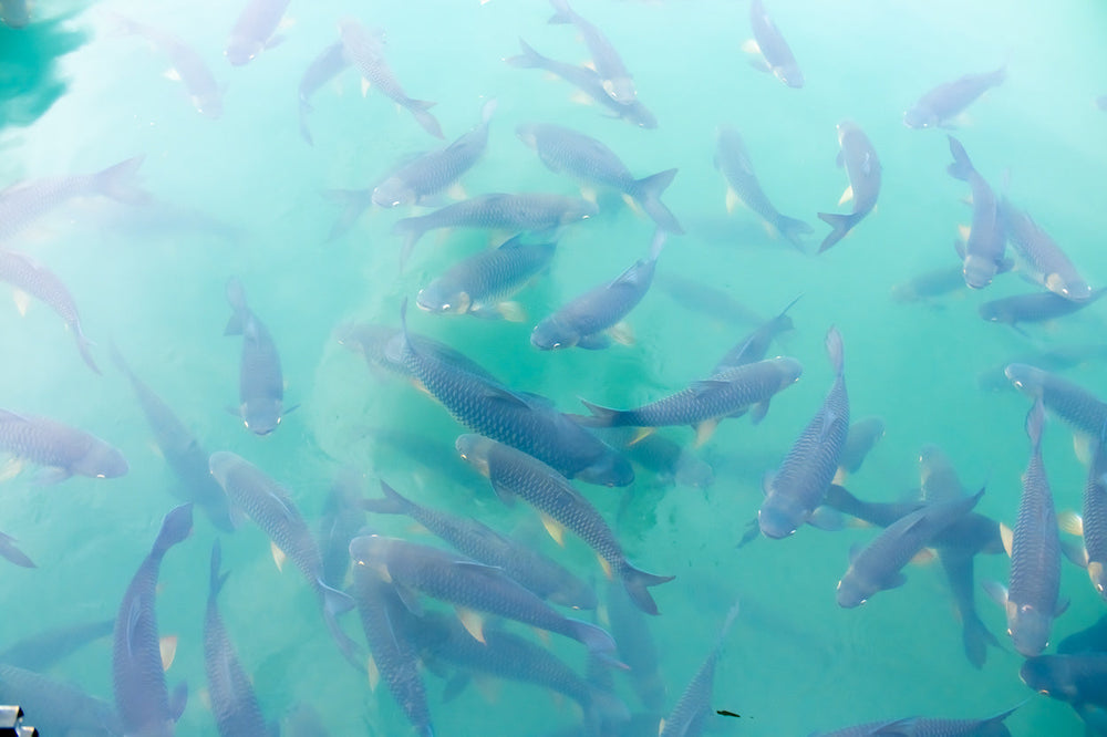 Simple And Effective Procedures To Temperature Acclimate Fish From The Transport Bag/Container To Their New Aquatic System