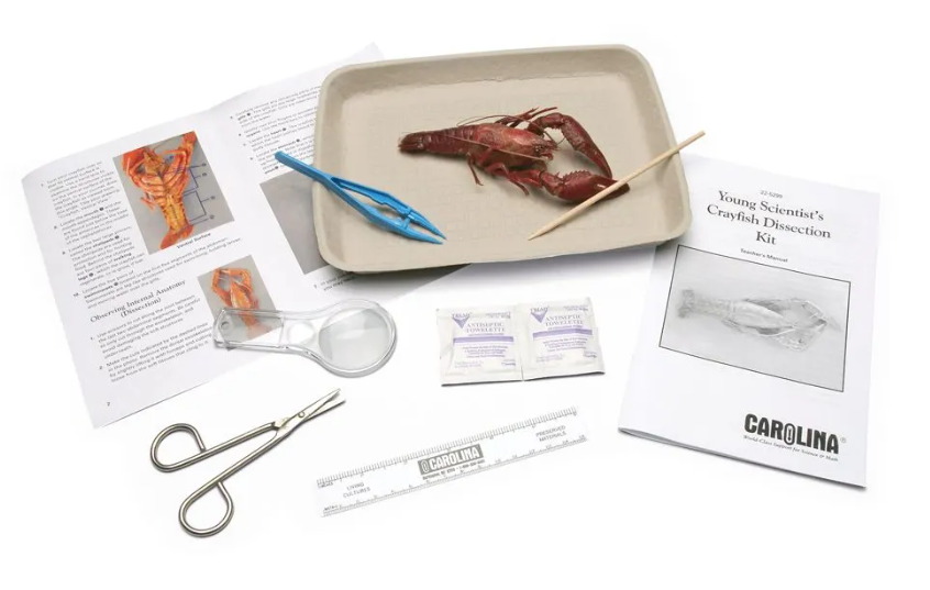 Crayfish Dissection Kit