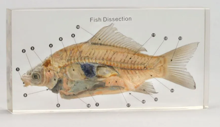 Fish Dissection Plastomount