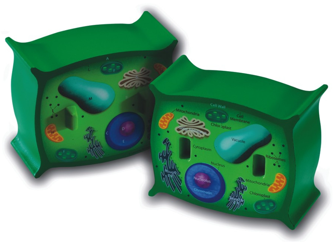 Plant Cell Model